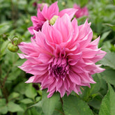 Dahlia Café au Lait Rose - Dahlias - Fluwel