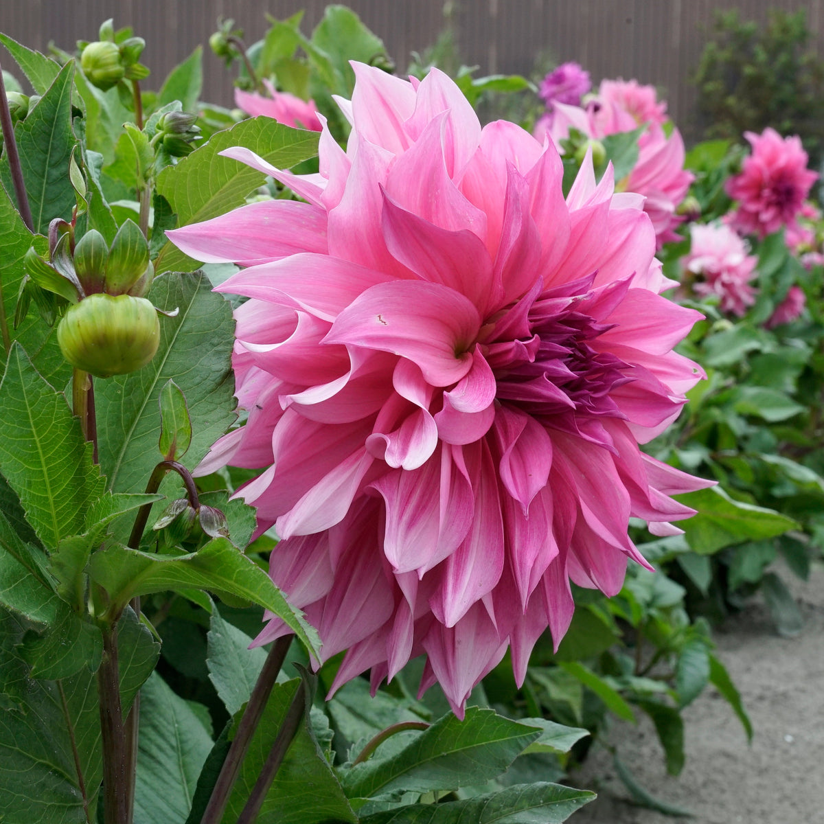 Dahlia Café au Lait Rose - lila dahlia - Fluwel