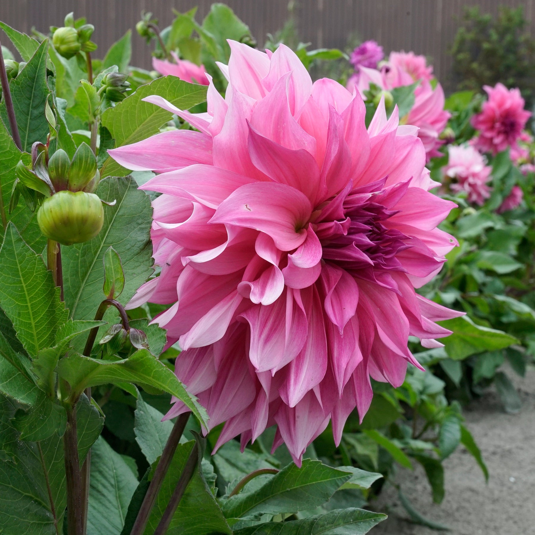 Dahlia Café au Lait Rose - Dahlias - Fluwel