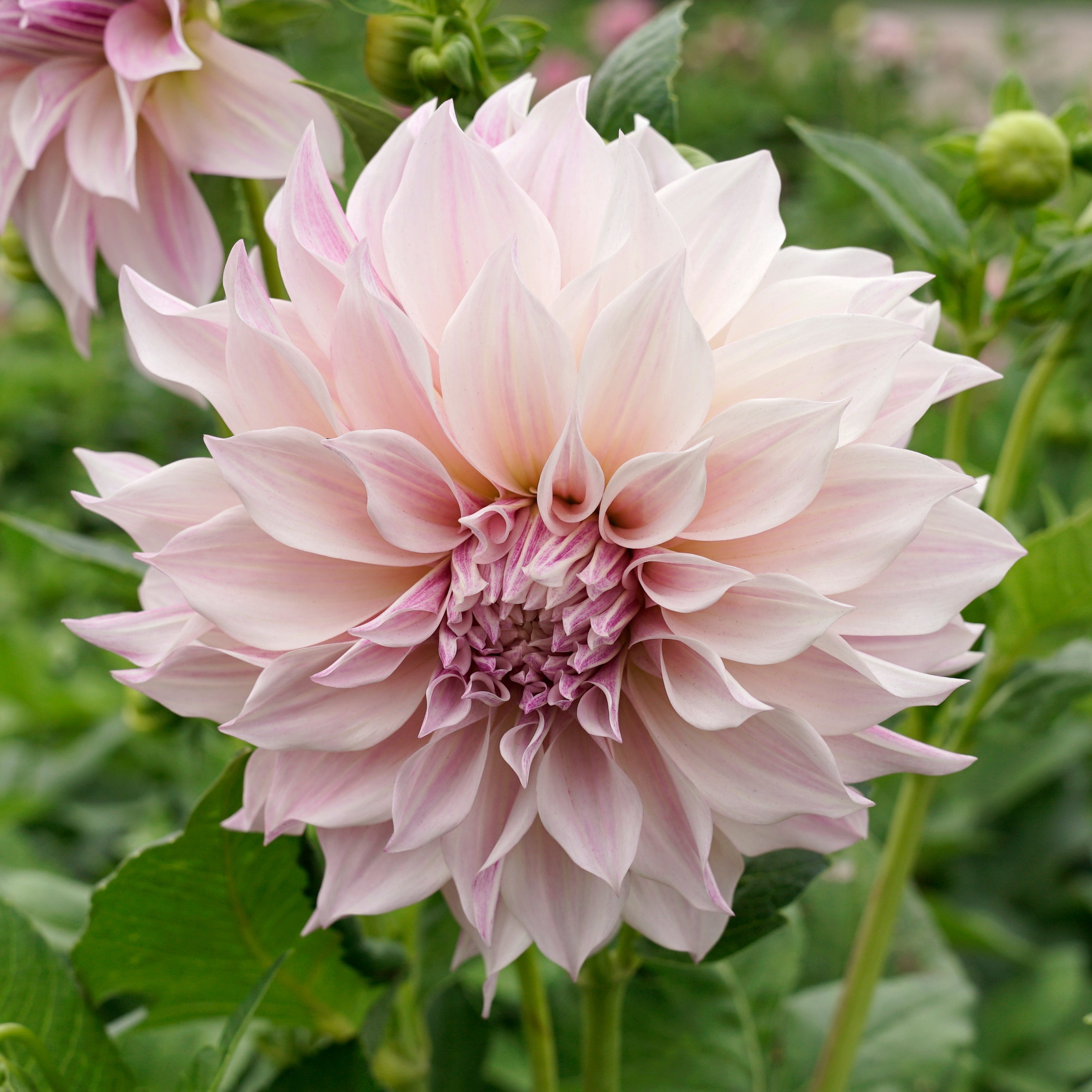 Dahlia Café au Lait Royal - roze dahlia - Fluwel