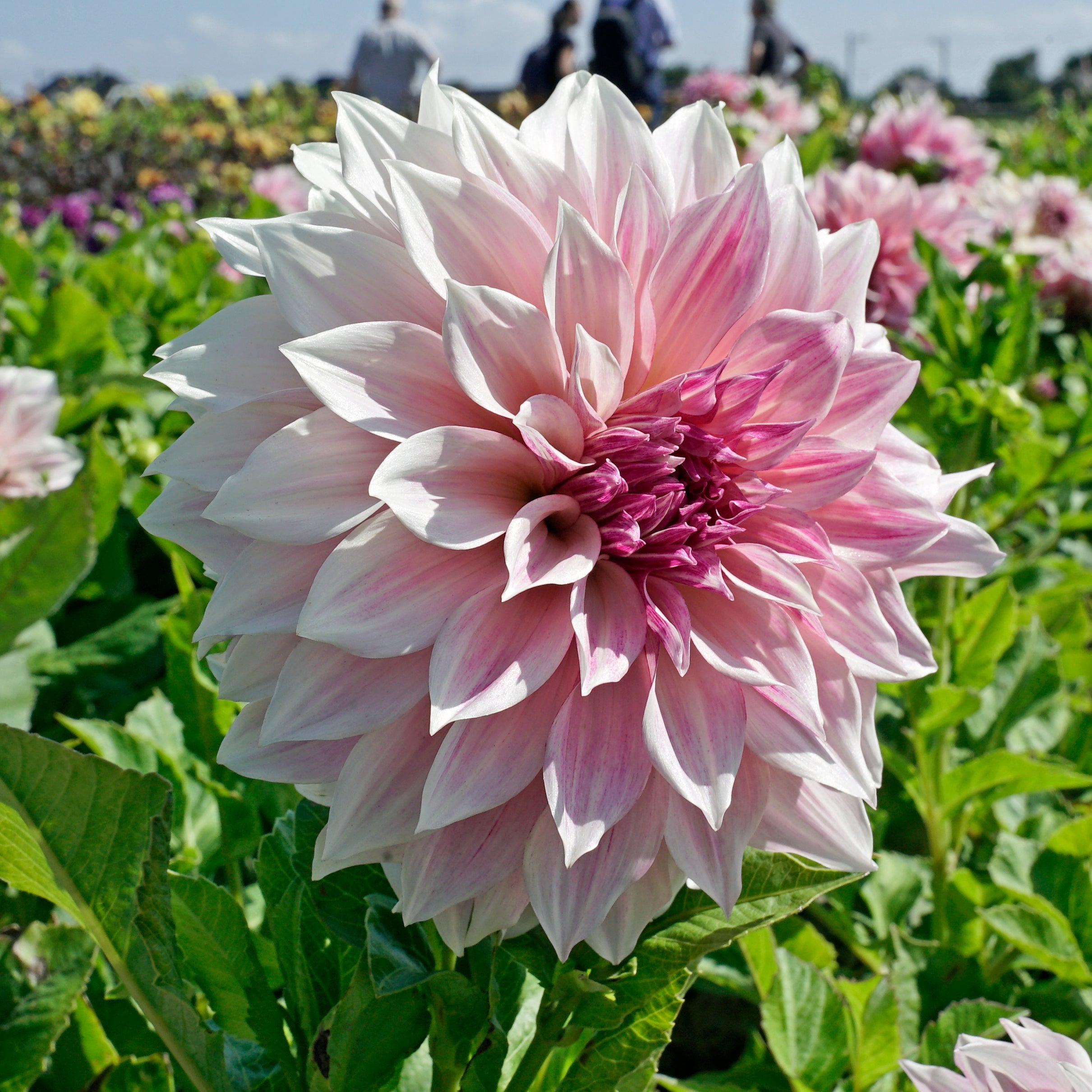 Dahlia Café au Lait Royal - roze dahlia - Fluwel