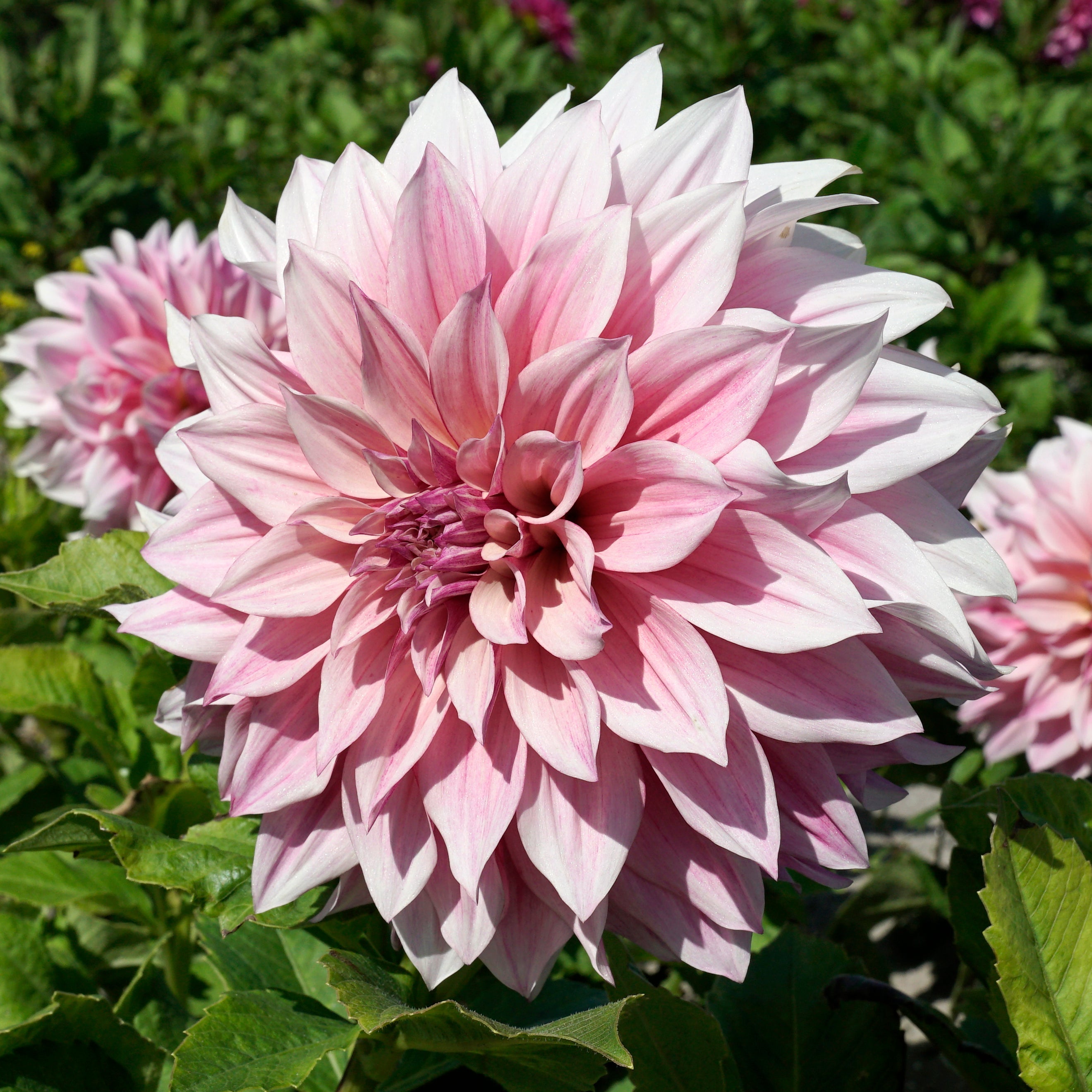 Dahlia Café au Lait Royal - roze dahlia - Fluwel