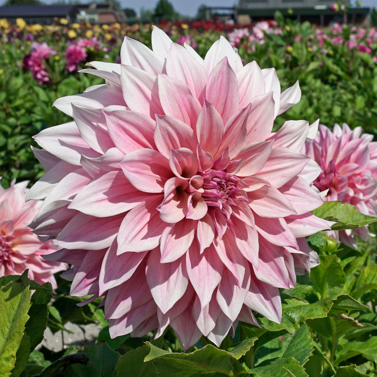 Dahlia Café au Lait Royal - roze dahlia - Fluwel