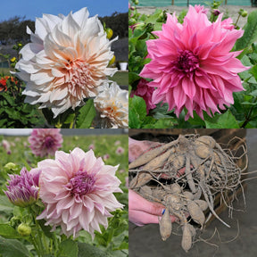 Dahlia Cafe Completo - Dahlias - Fluwel