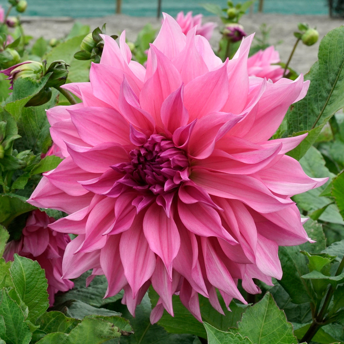 Dahlia Café au Lait Rose - lila dahlia - Fluwel