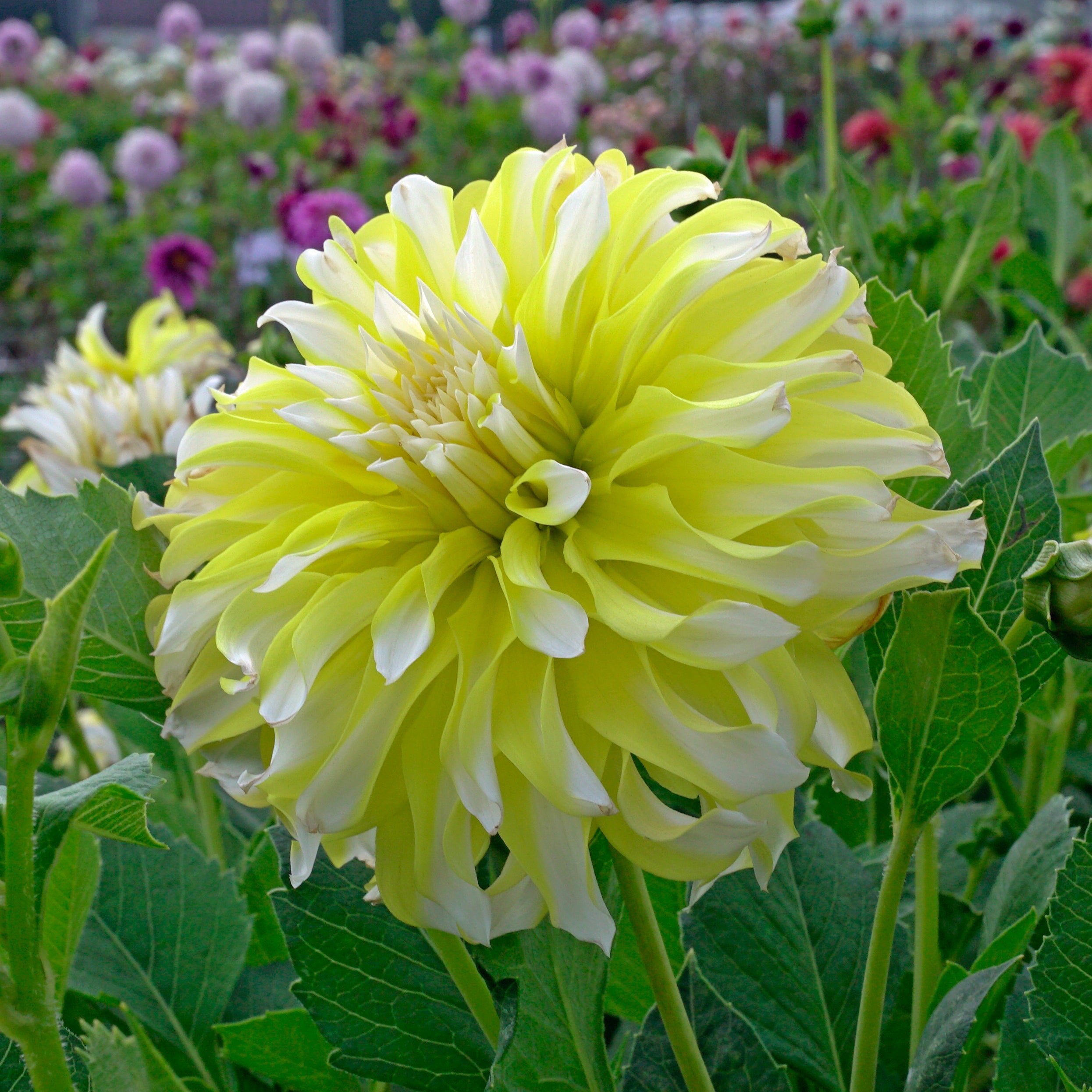 Dahlia Calgary Flames - meerkleurige dahlia - Fluwel