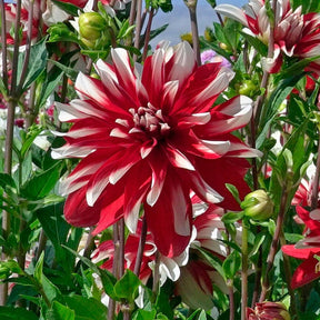 Dahlia Catching Fire - Dahlias - Fluwel