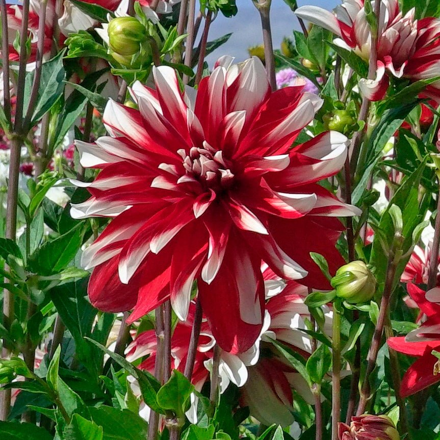 Dahlia Catching Fire - Dahlias - Fluwel