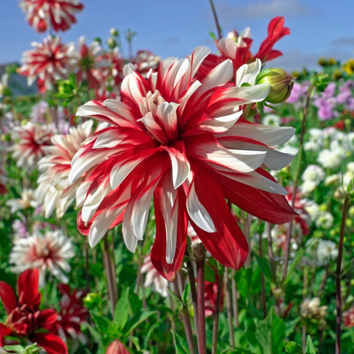 Dahlia Catching Fire - meerkleurige dahlia - Fluwel