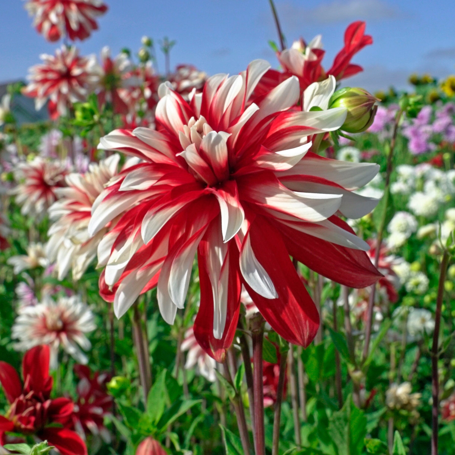 Dahlia Catching Fire - Dahlias - Fluwel