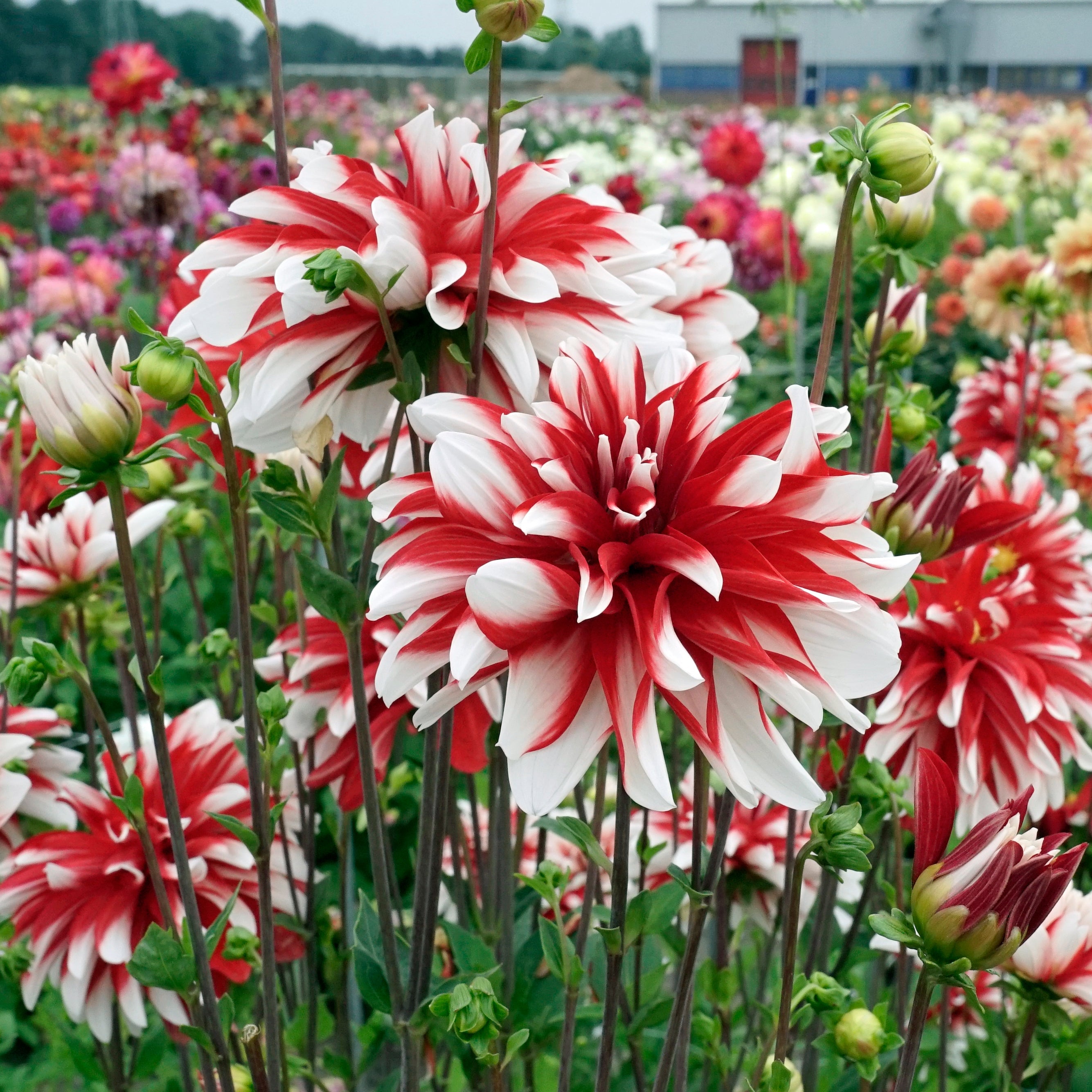 Dahlia Catching Fire - meerkleurige dahlia - Fluwel