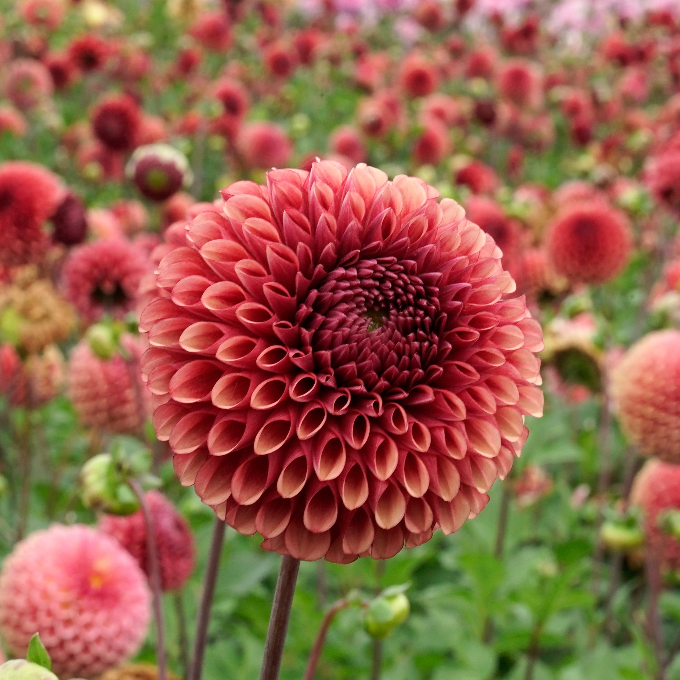 Dahlia Copperboy - rode dahlia - Fluwel