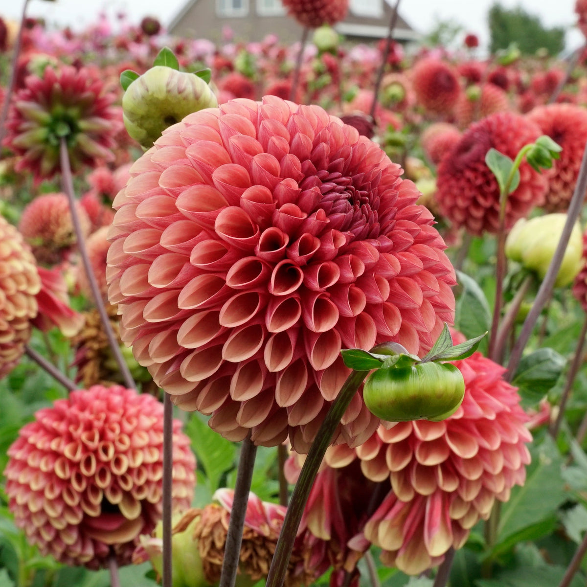 Dahlia Copperboy - rode dahlia - Fluwel