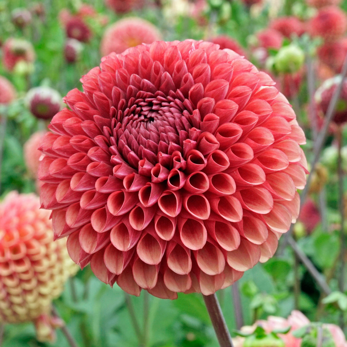 Dahlia Copperboy - rode dahlia - Fluwel