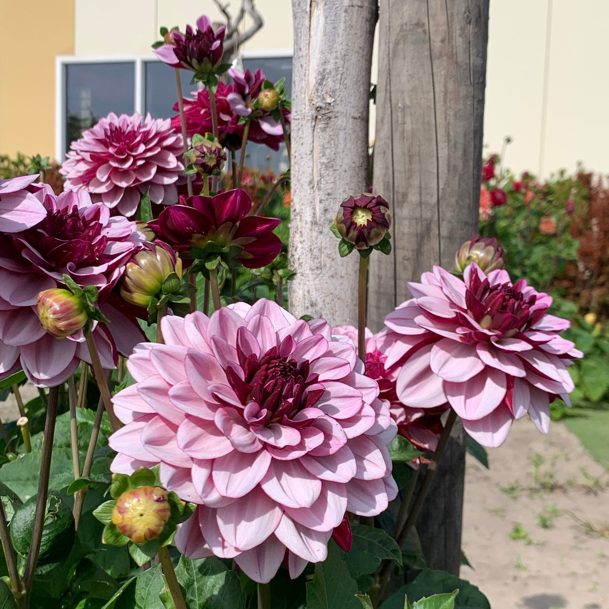 Dahlia Crême de Cassis - meerkleurige dahlia - Fluwel