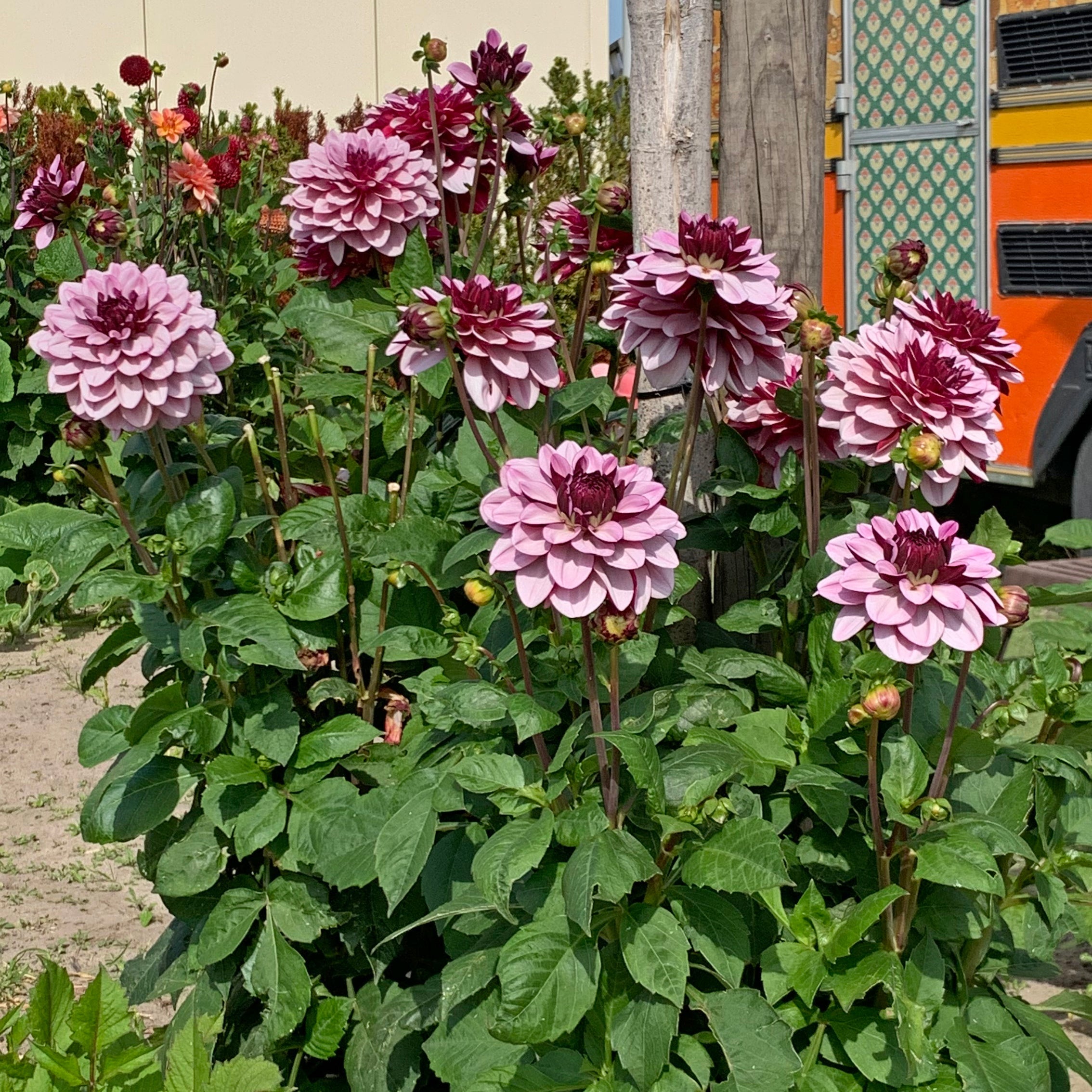 Dahlia Crême de Cassis - meerkleurige dahlia - Fluwel