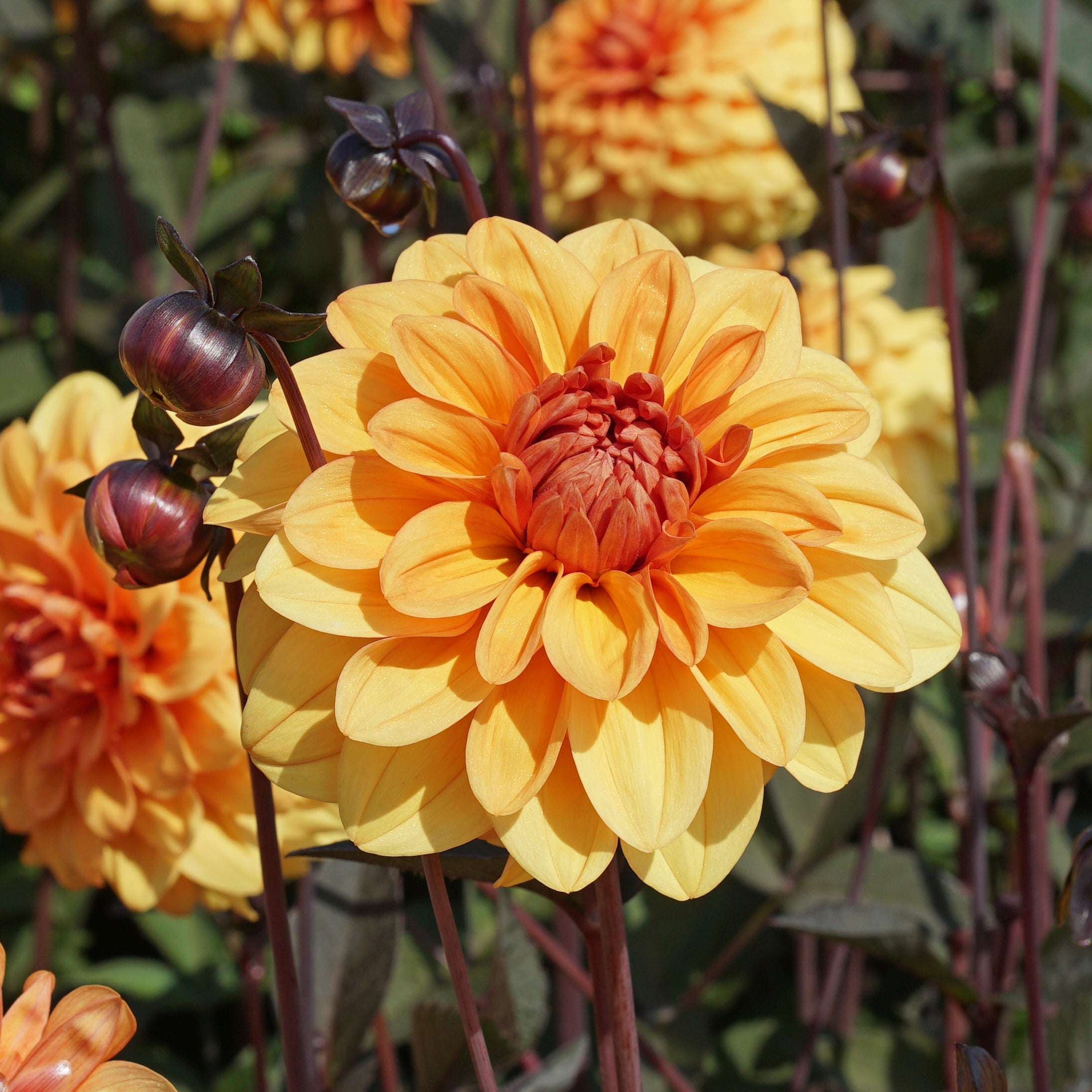 Dahlia David Howard - oranje dahlia - Fluwel