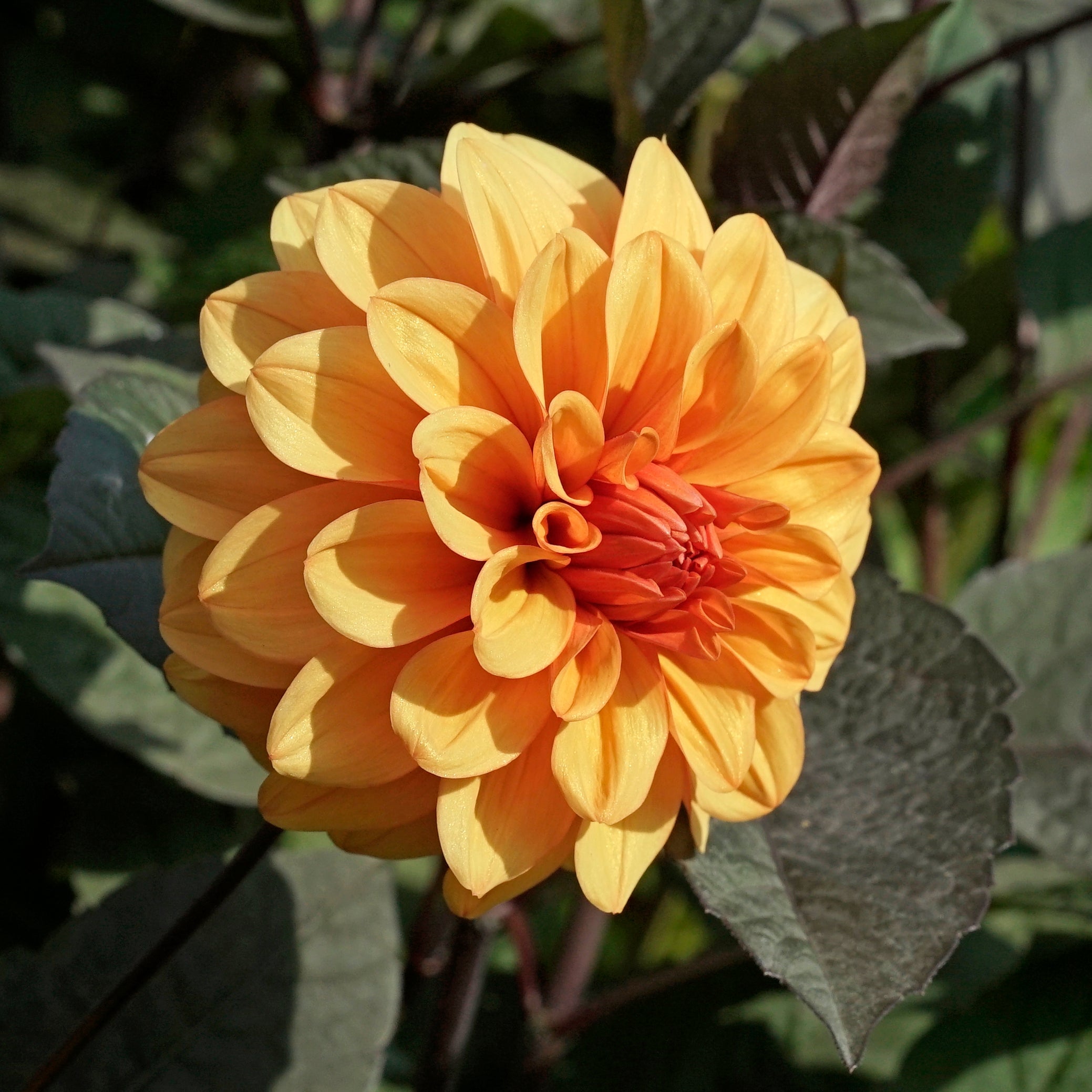 Dahlia David Howard - oranje dahlia - Fluwel