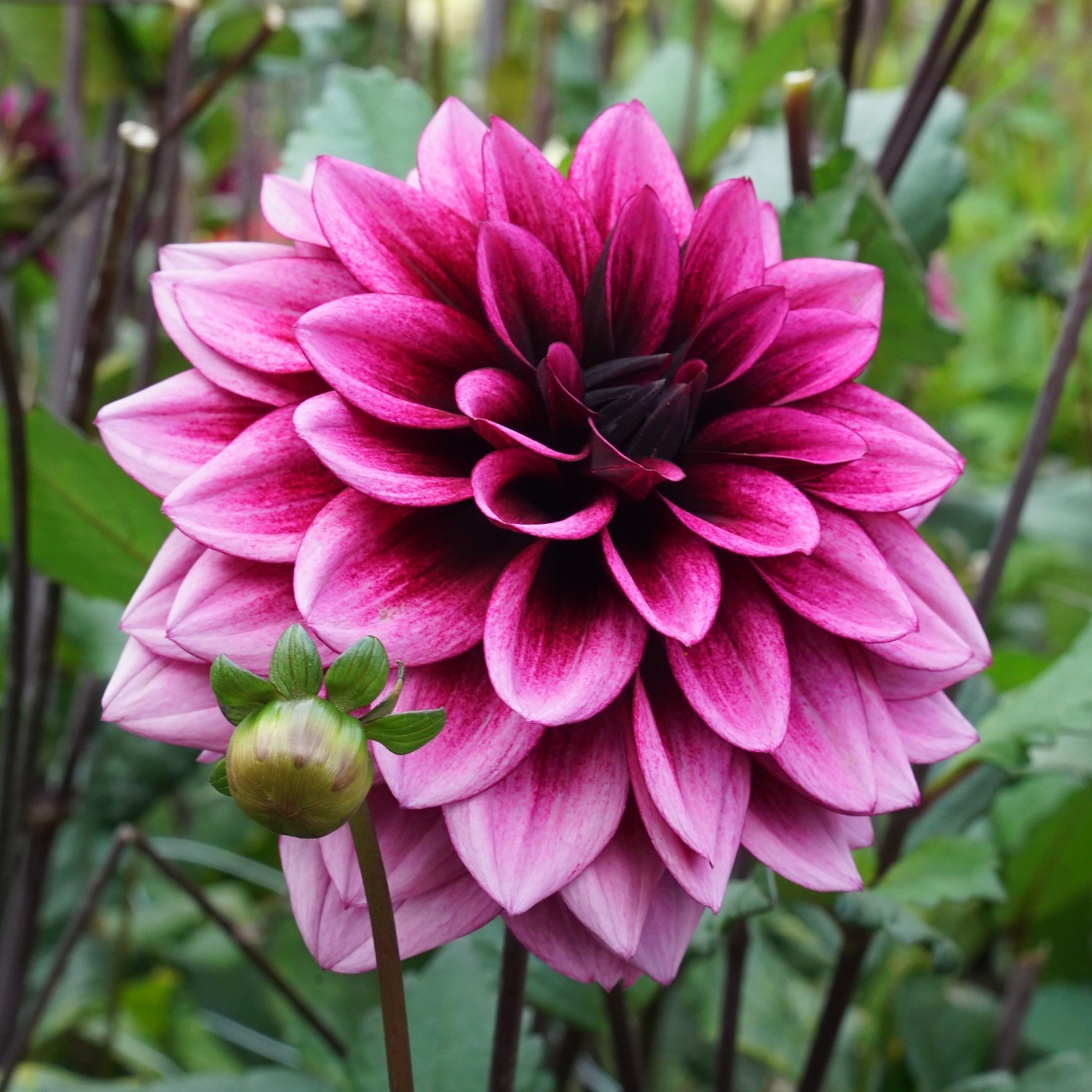 Dahlia Davina Michelle - meerkleurige dahlia - Fluwel