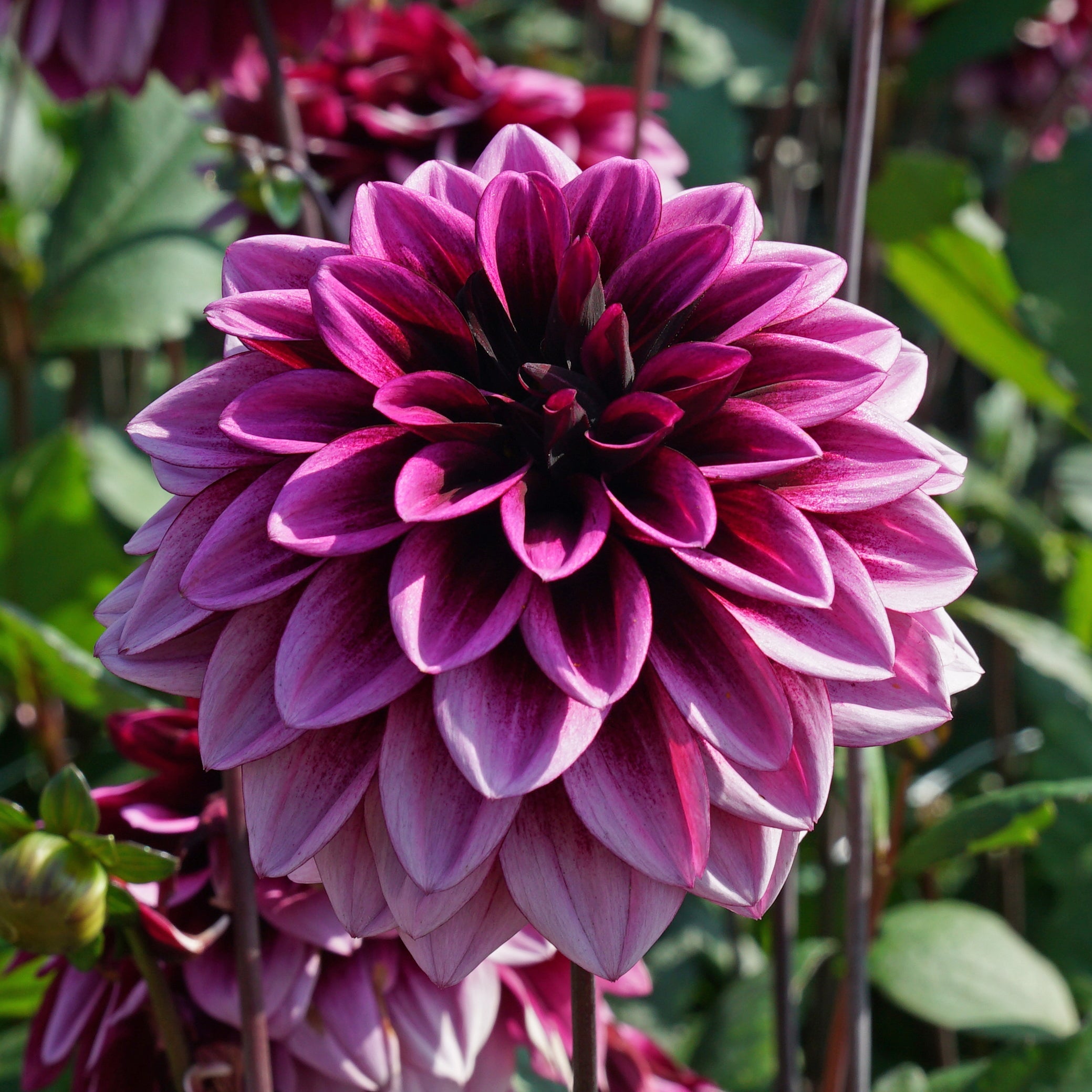 Dahlia Davina Michelle - meerkleurige dahlia - Fluwel