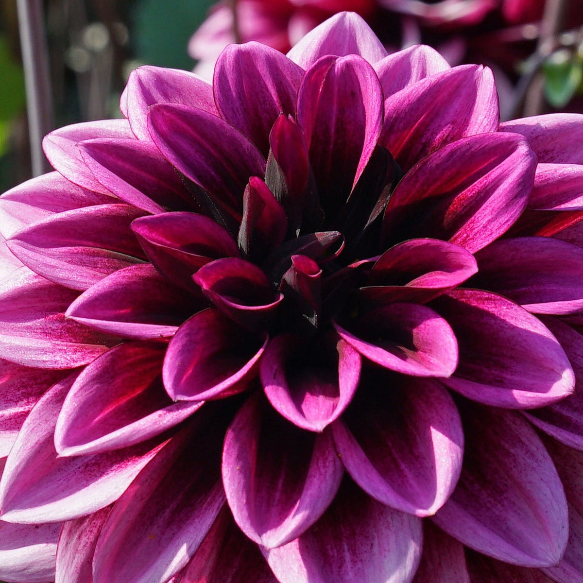 Dahlia Davina Michelle - meerkleurige dahlia - Fluwel