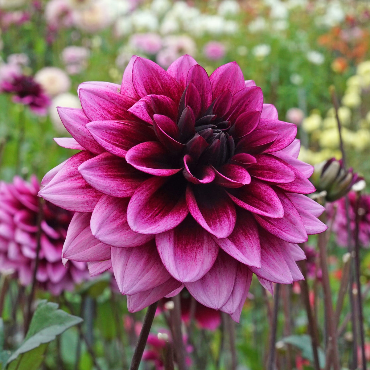 Dahlia Davina Michelle - meerkleurige dahlia - Fluwel