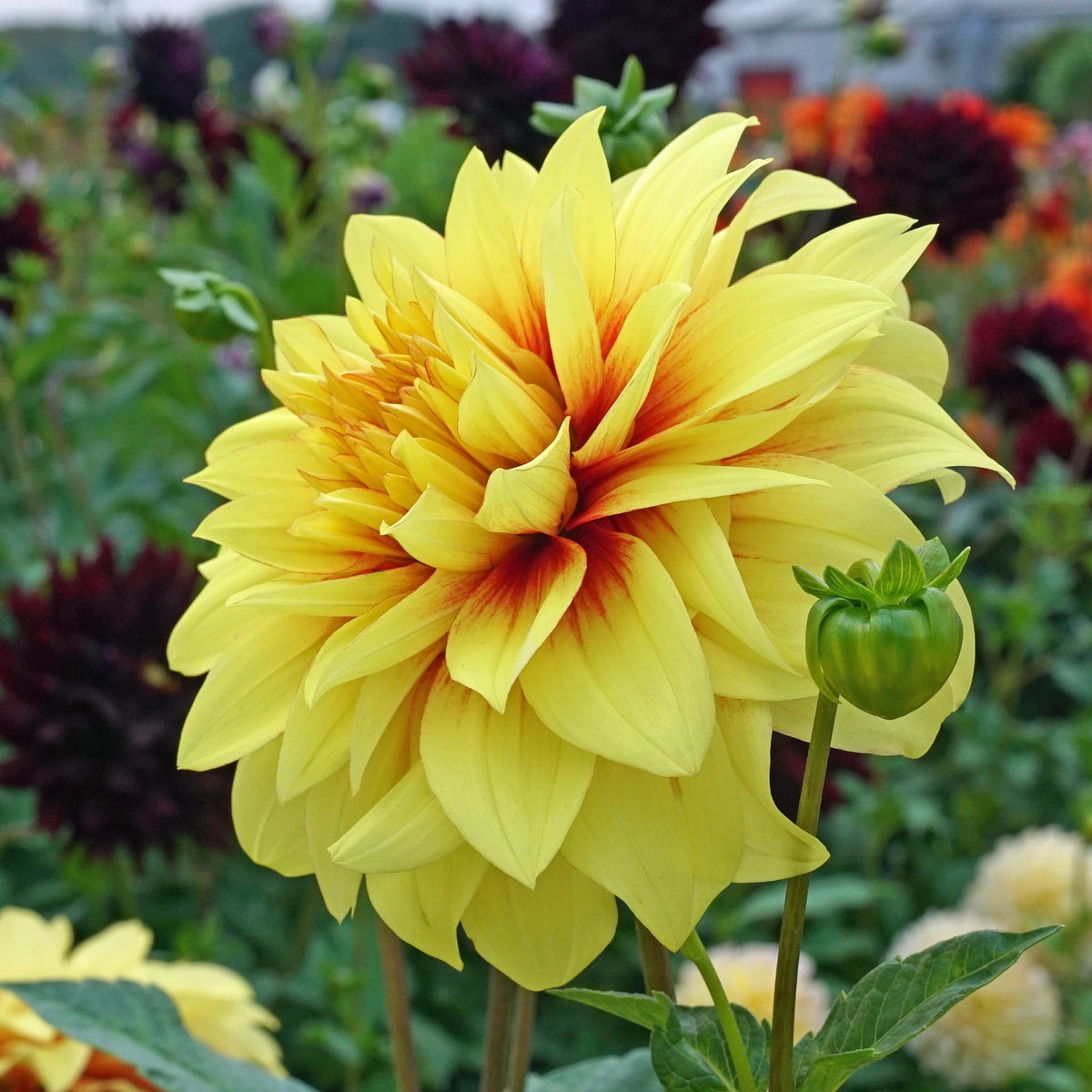 Dahlia Dazzling Sun - meerkleurige dahlia - Fluwel