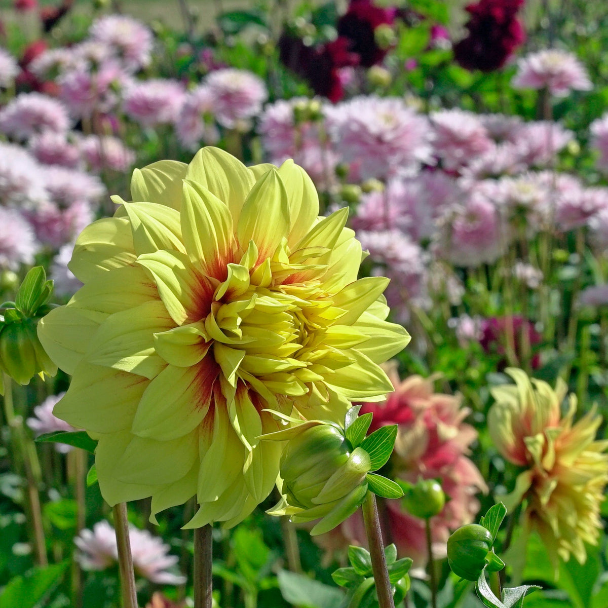 Dahlia Dazzling Sun - meerkleurige dahlia - Fluwel