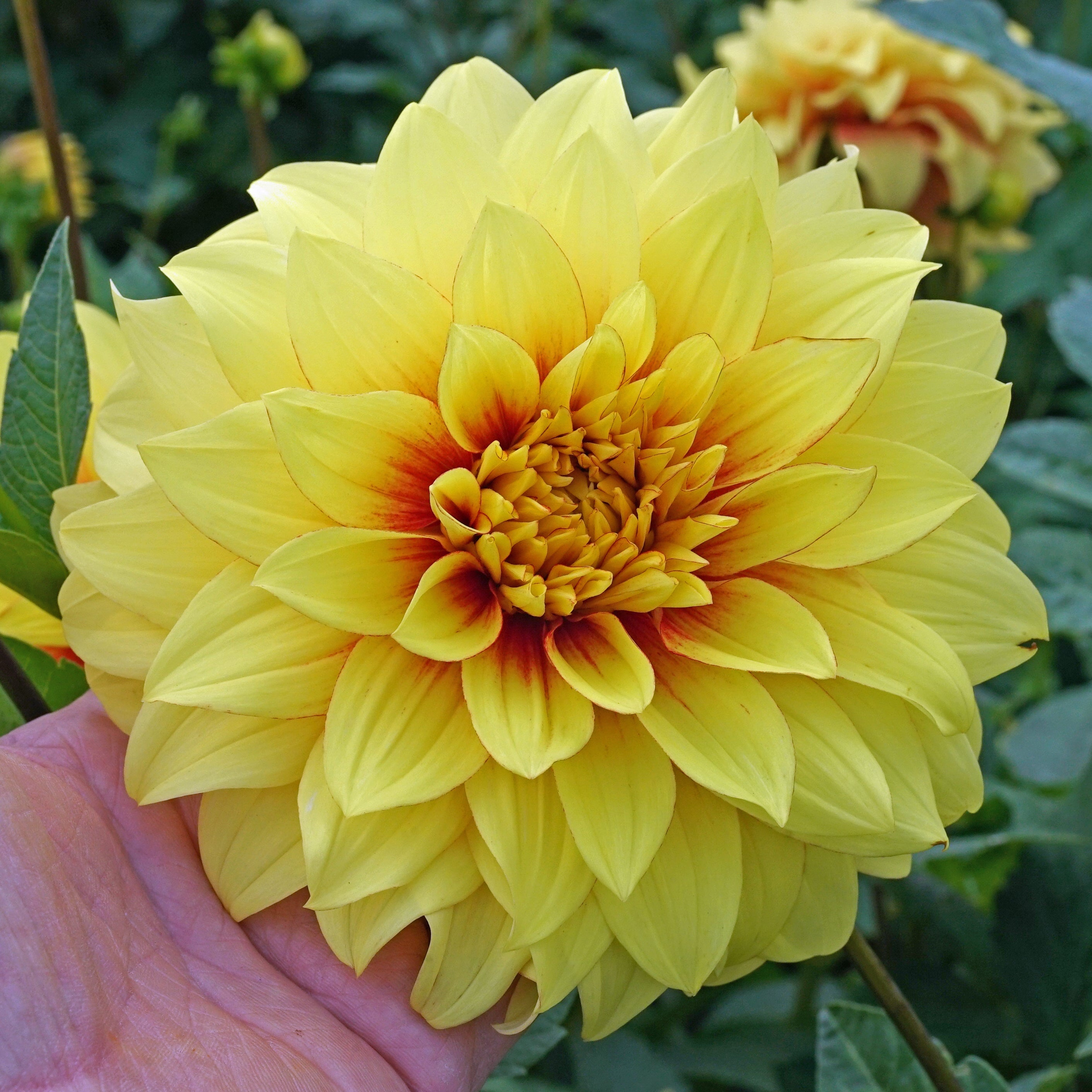 Dahlia Dazzling Sun - meerkleurige dahlia - Fluwel