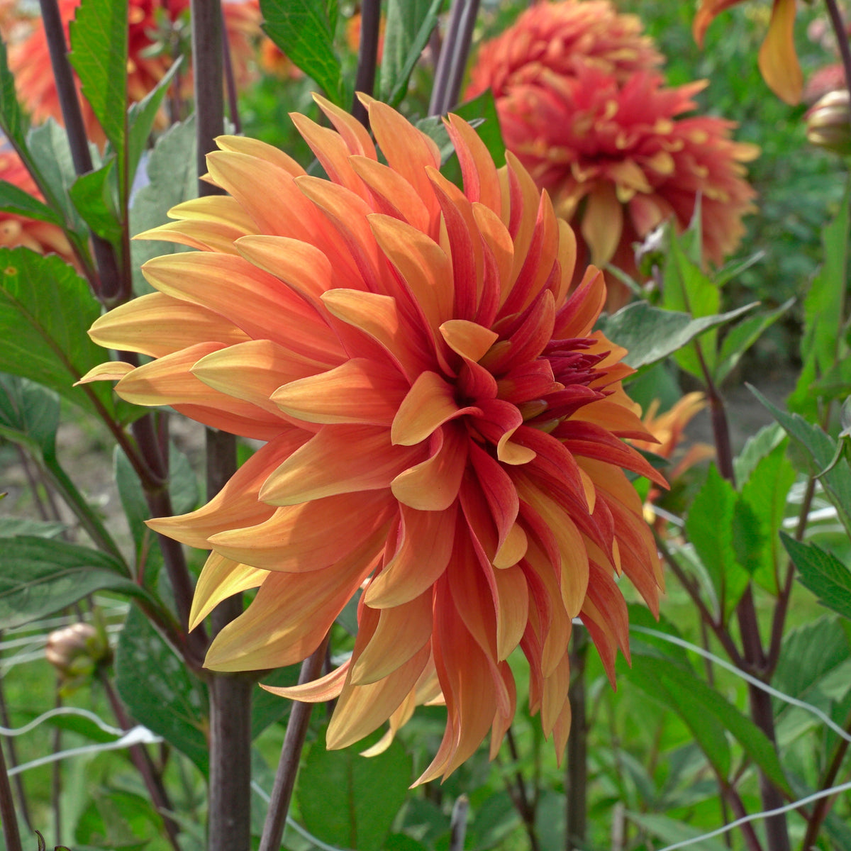 Dahlia Dorito - oranje dahlia - Fluwel