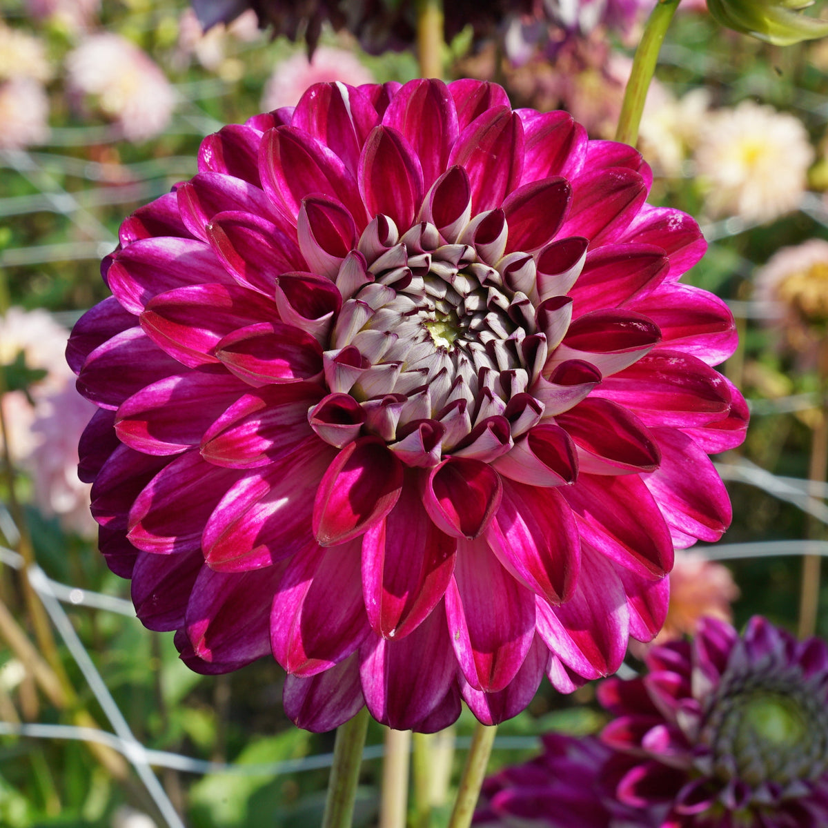Dahlia Embassy - meerkleurige dahlia - Fluwel