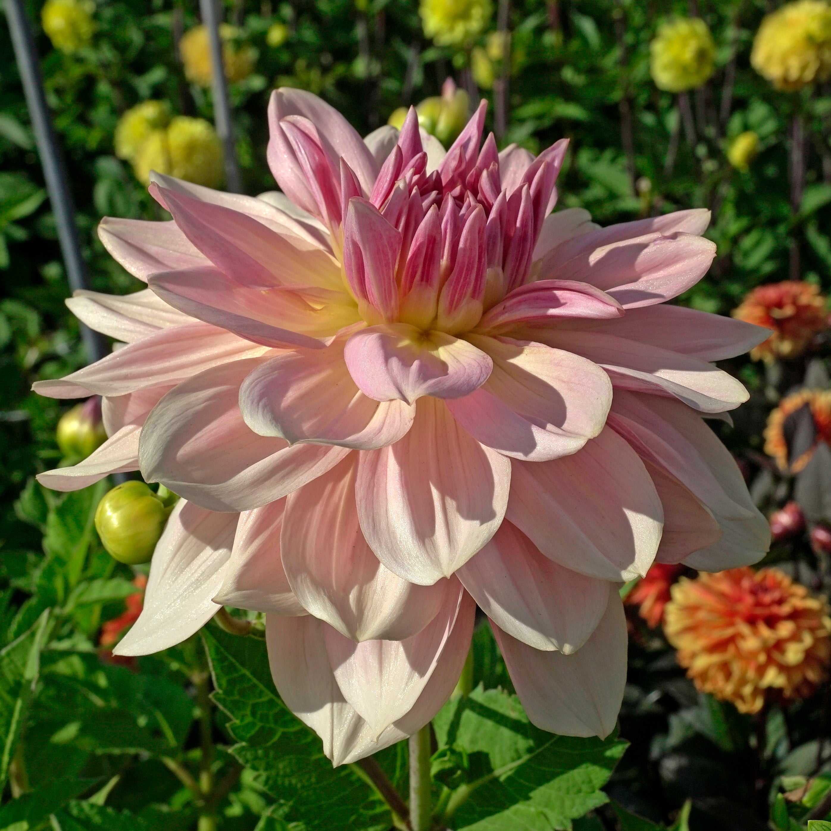 Dahlia Fairway Pilot - roze dahlia - Fluwel