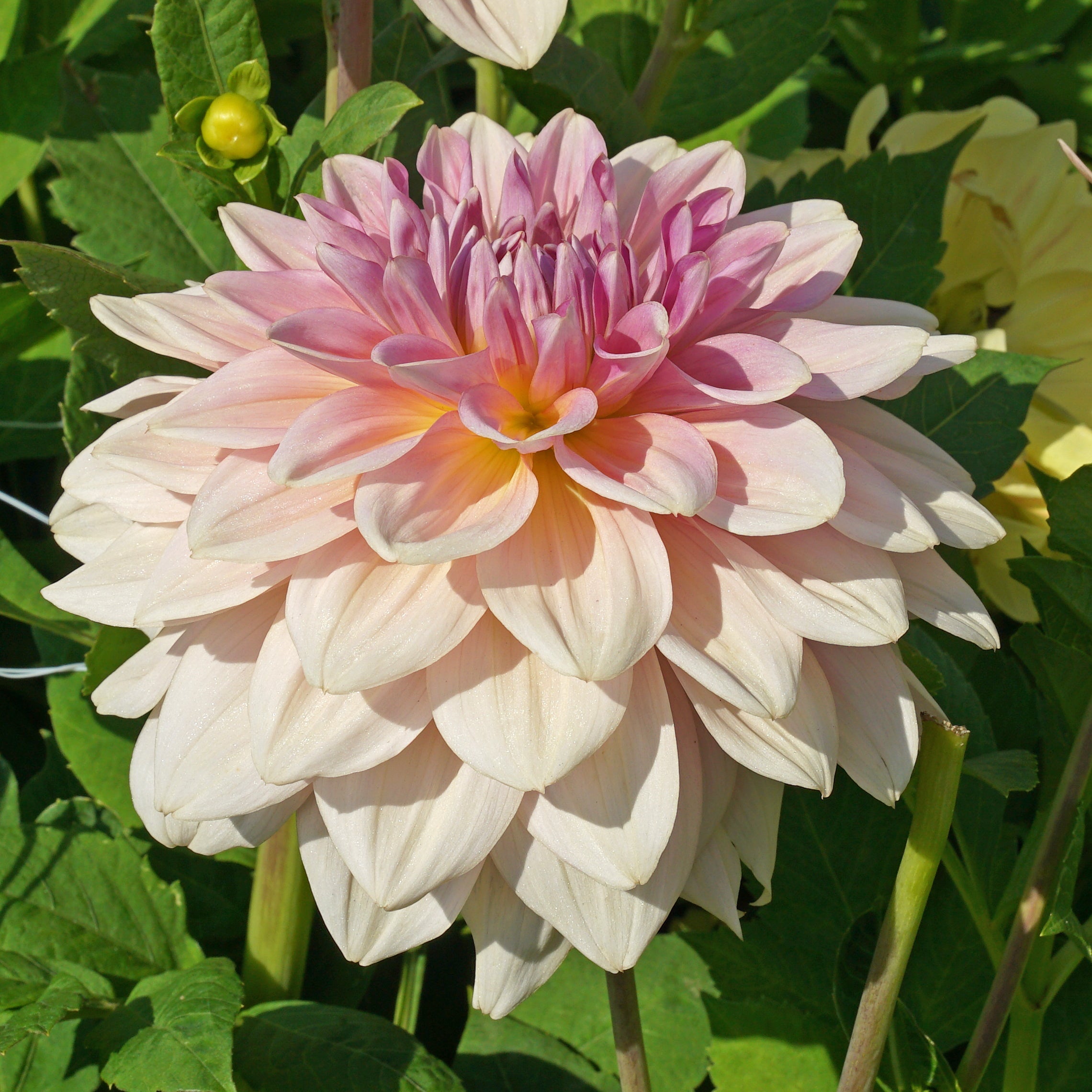 Dahlia Fairway Pilot - roze dahlia - Fluwel