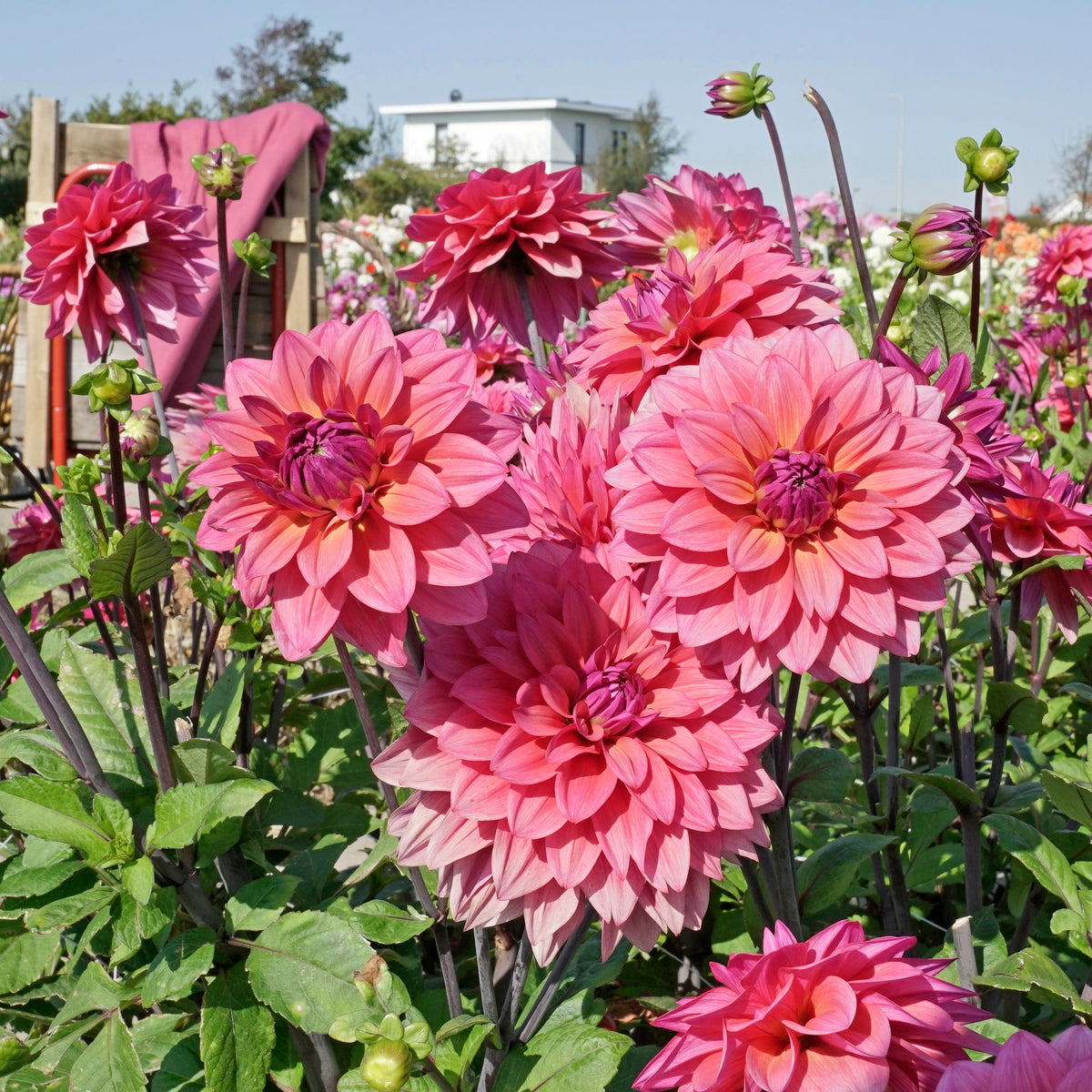 Dahlia Feline Yvonne - roze dahlia - Fluwel