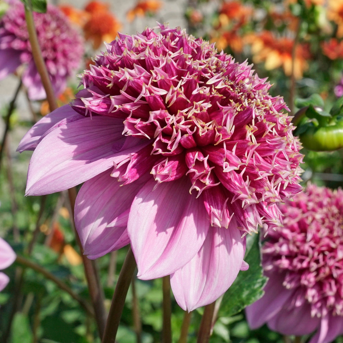 Dahlia Fenna Baaij - Dahlias - Fluwel