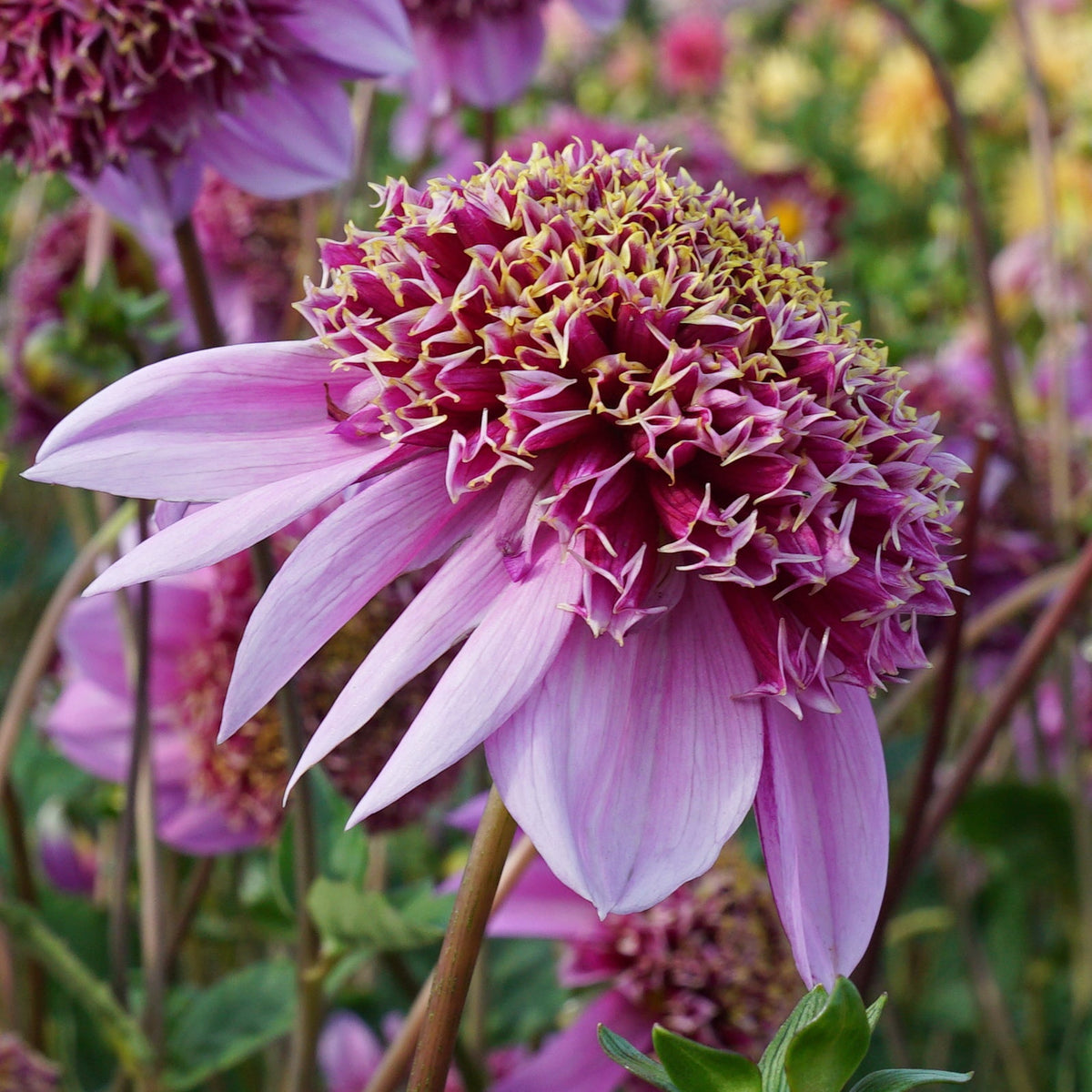 Dahlia Fenna Baaij - Dahlias - Fluwel