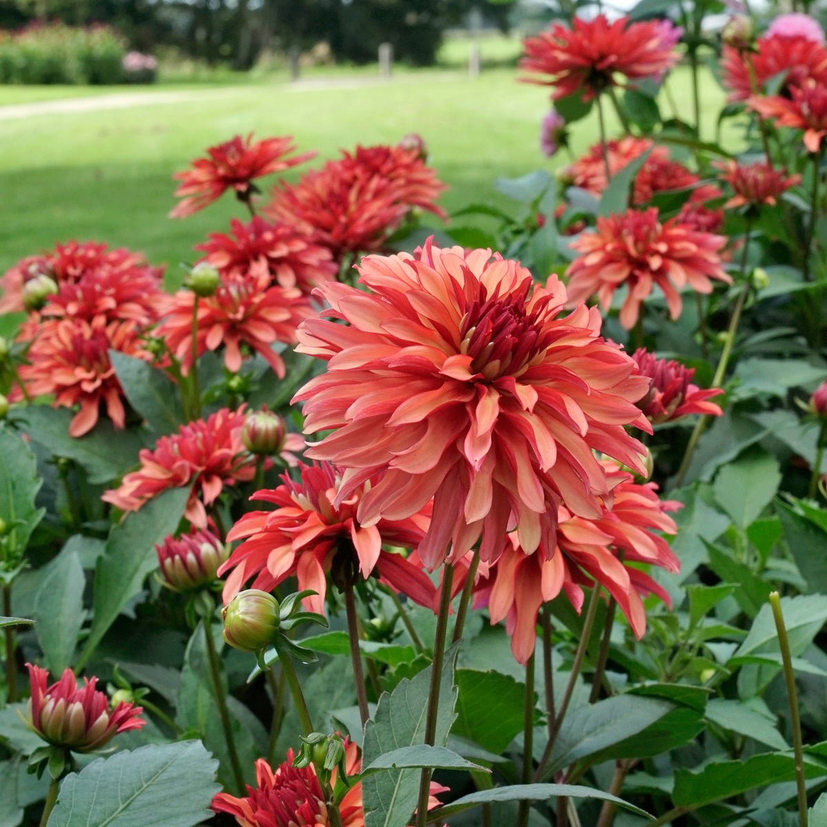 Dahlia Gallery Art Deco - oranje dahlia - Fluwel
