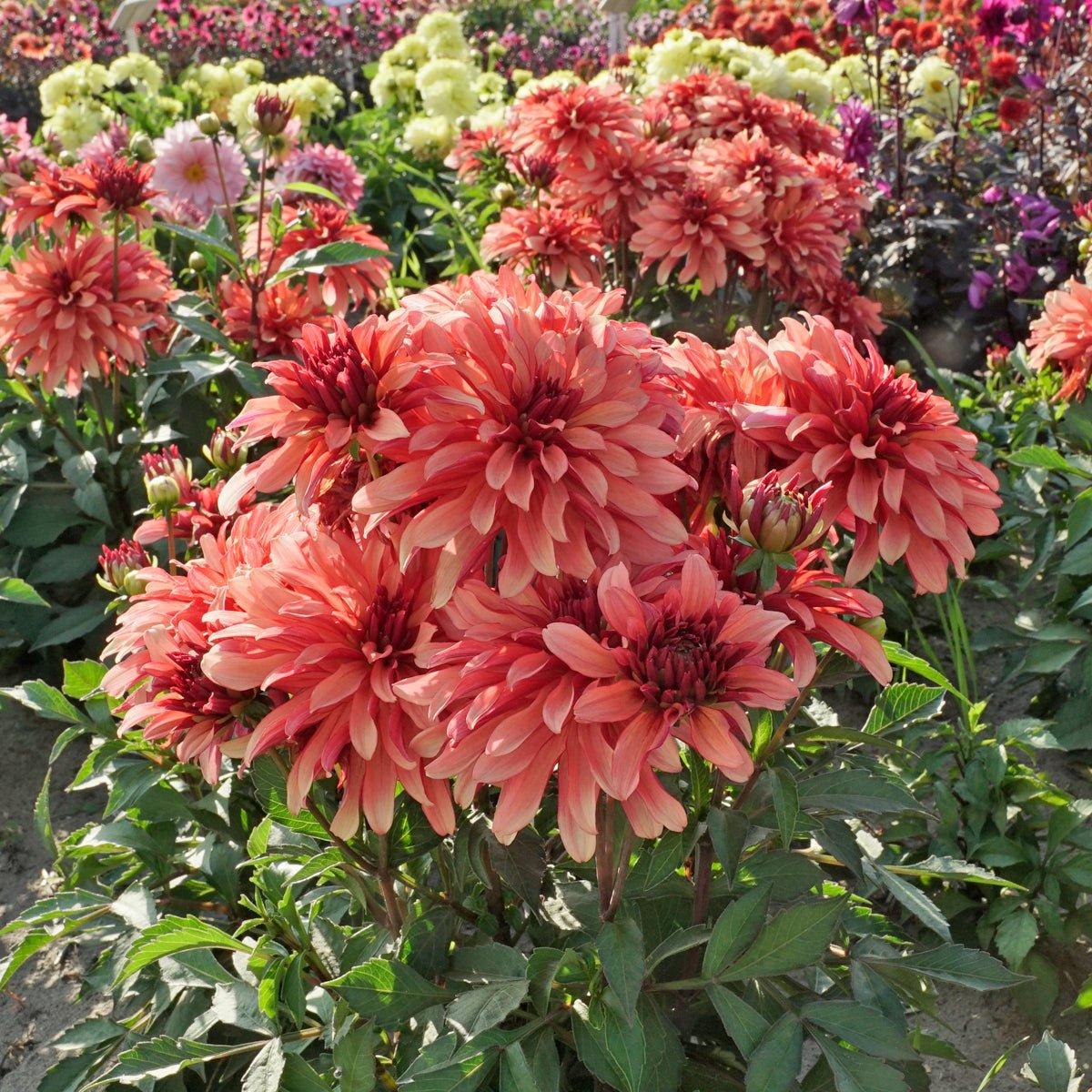 Dahlia Gallery Art Deco - oranje dahlia - Fluwel