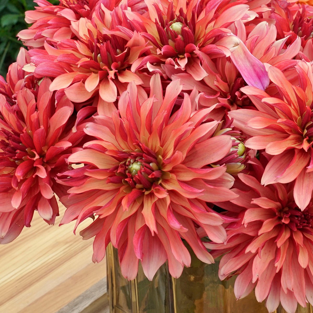 Dahlia Gallery Art Deco - oranje dahlia - Fluwel