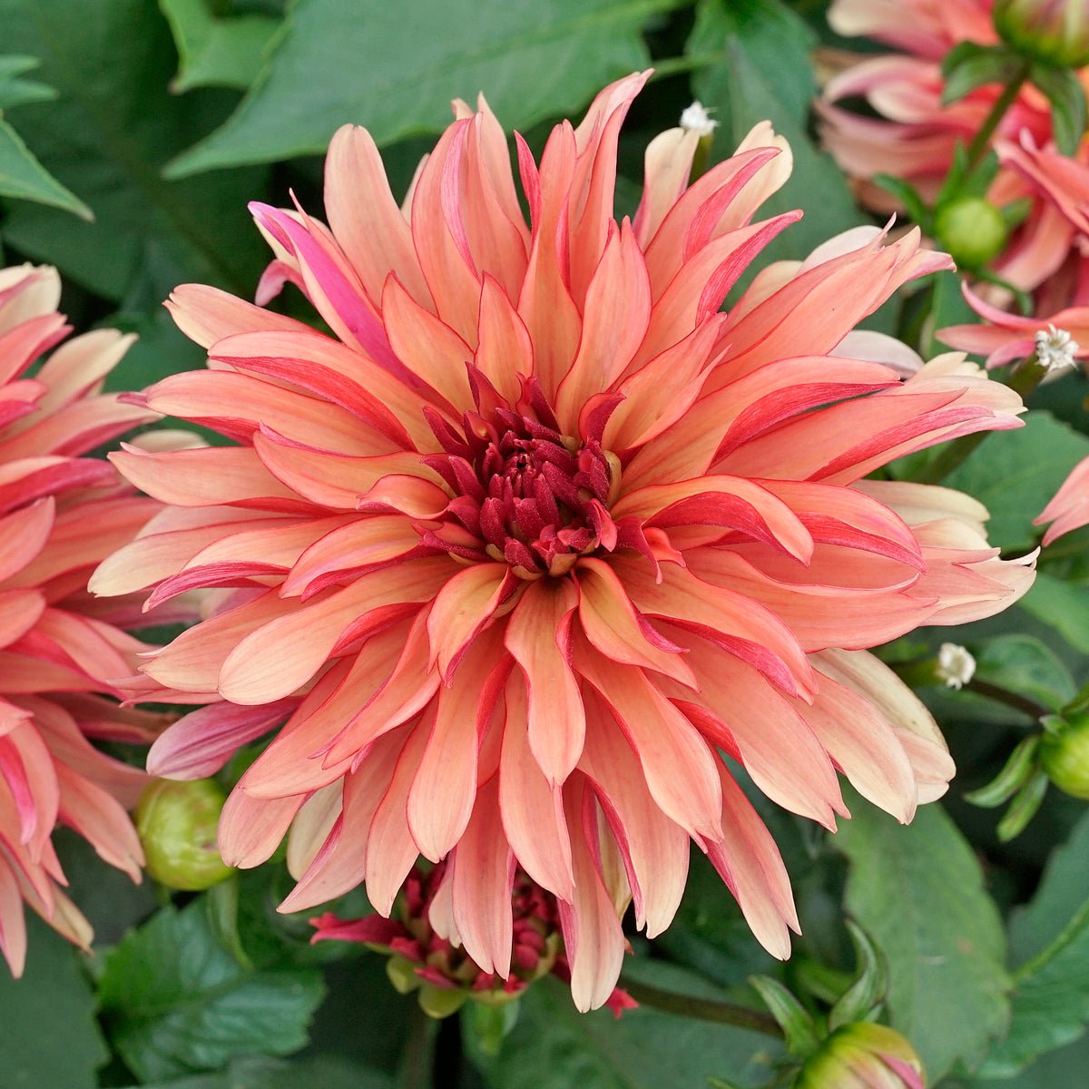 Dahlia Gallery Art Deco - oranje dahlia - Fluwel