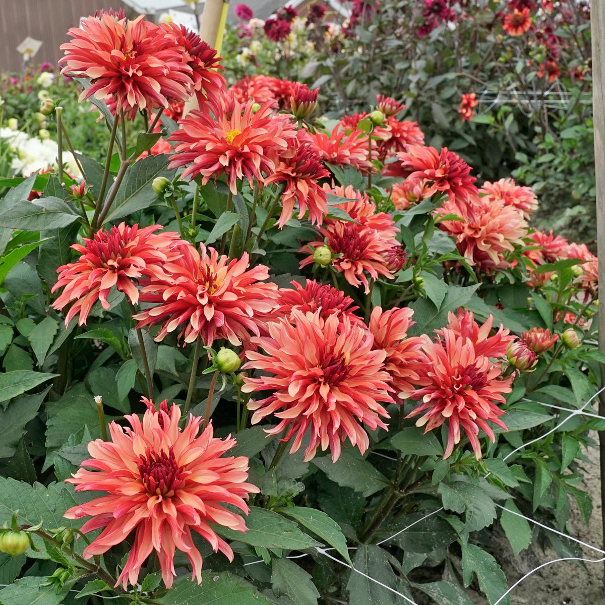 Dahlia Gallery Art Deco - oranje dahlia - Fluwel