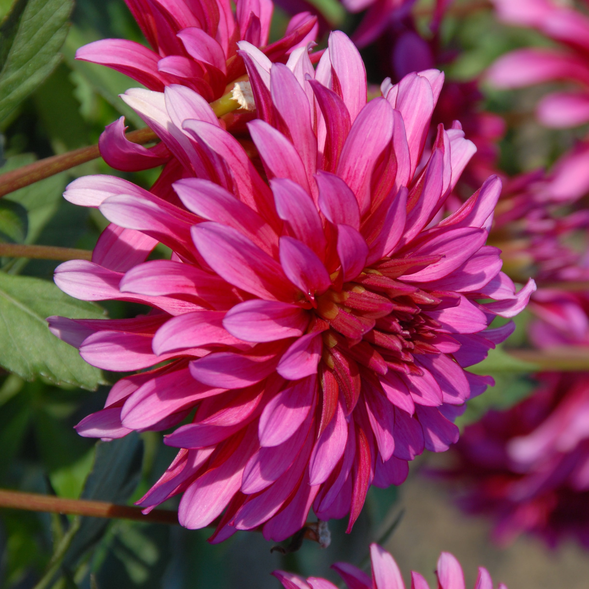 Dahlia Gallery Art Nouveau - roze dahlia - Fluwel