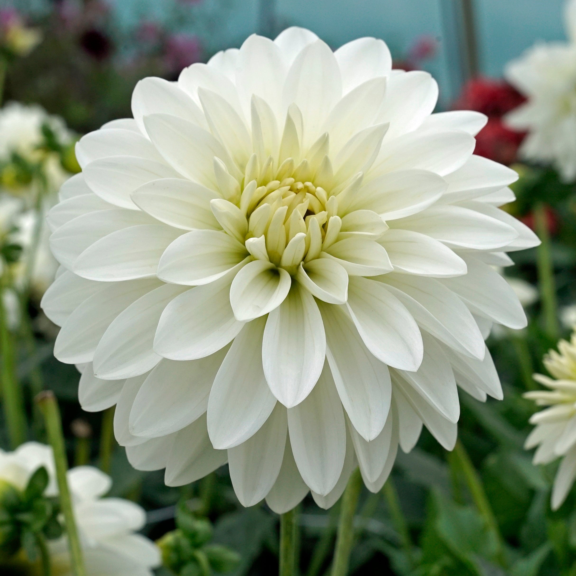 Dahlia Gallery Art Fair - witte dahlia - Fluwel