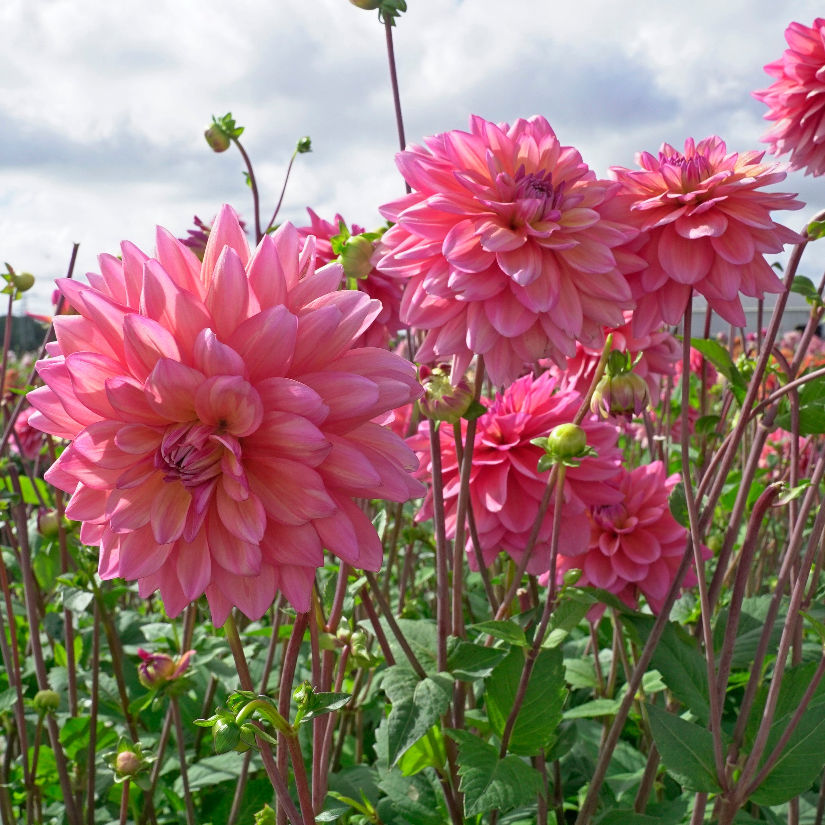 Dahlia Great Silence - meerkleurige dahlia - Fluwel