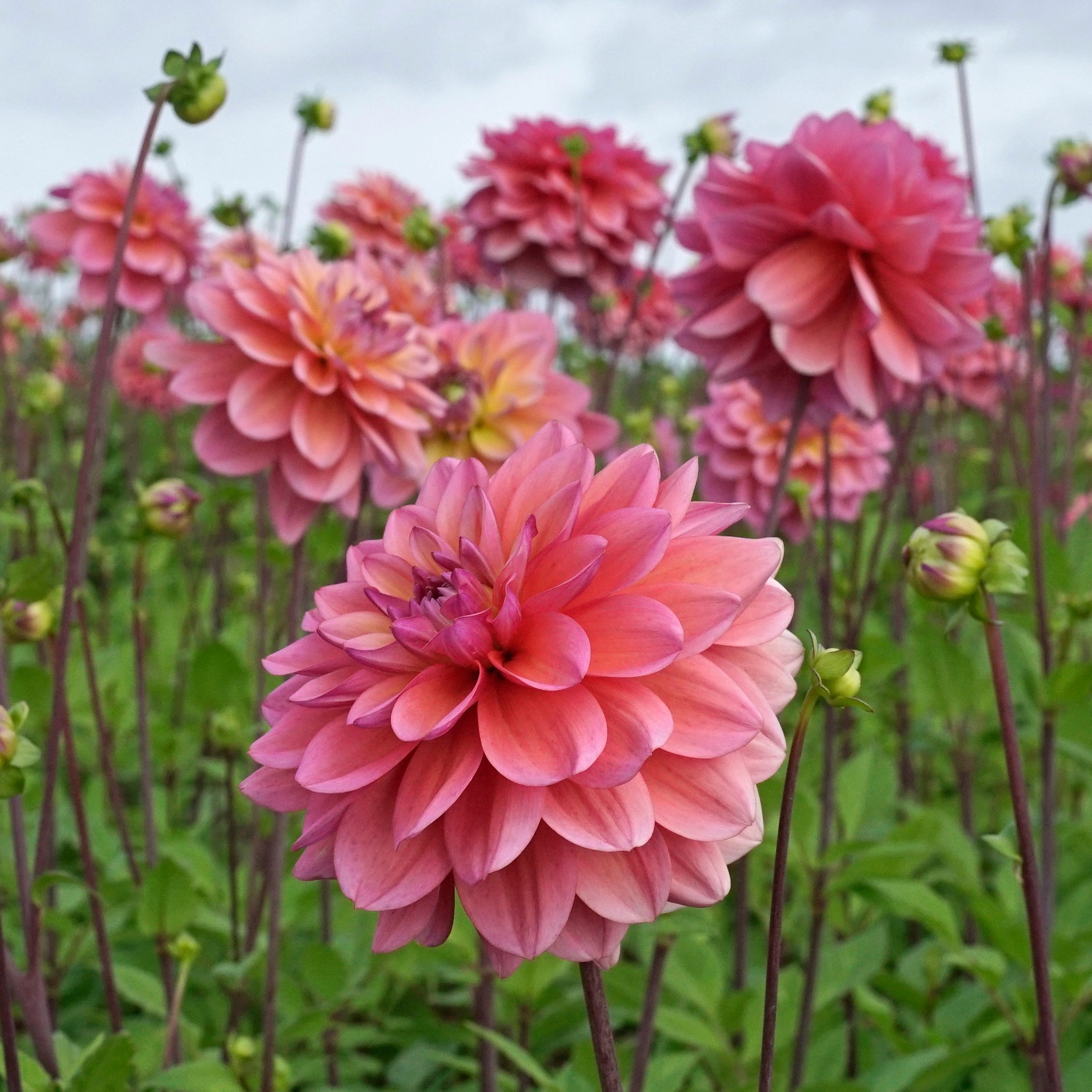 Dahlia Great Silence - meerkleurige dahlia - Fluwel