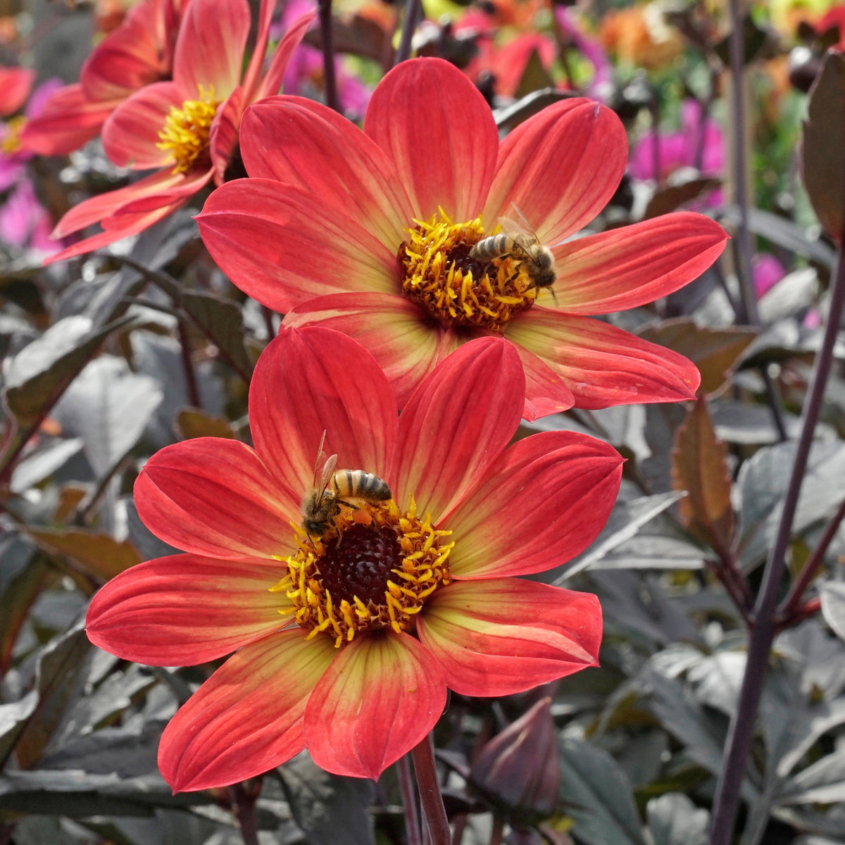 Dahlia Happy Single Flame - meerkleurige dahlia - Fluwel