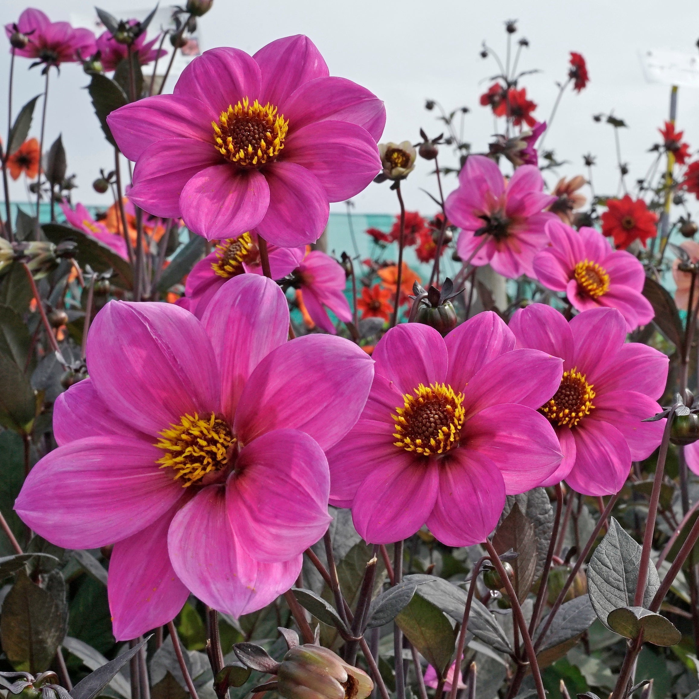 Dahlia Happy Single Juliet - lila dahlia - Fluwel