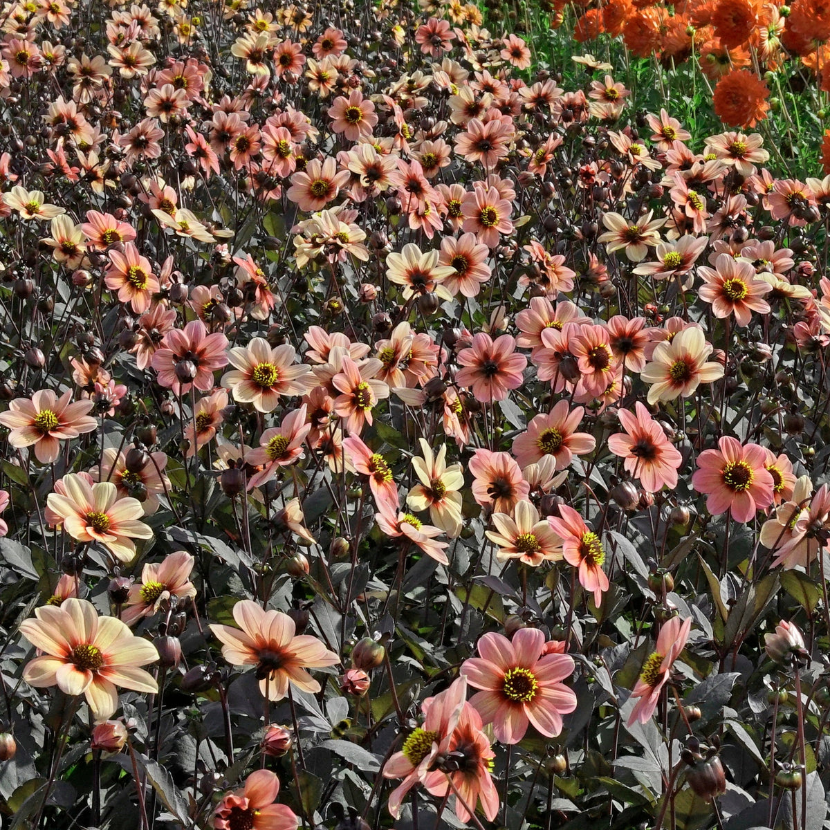 Dahlia Happy Single Kiss - meerkleurige dahlia - Fluwel