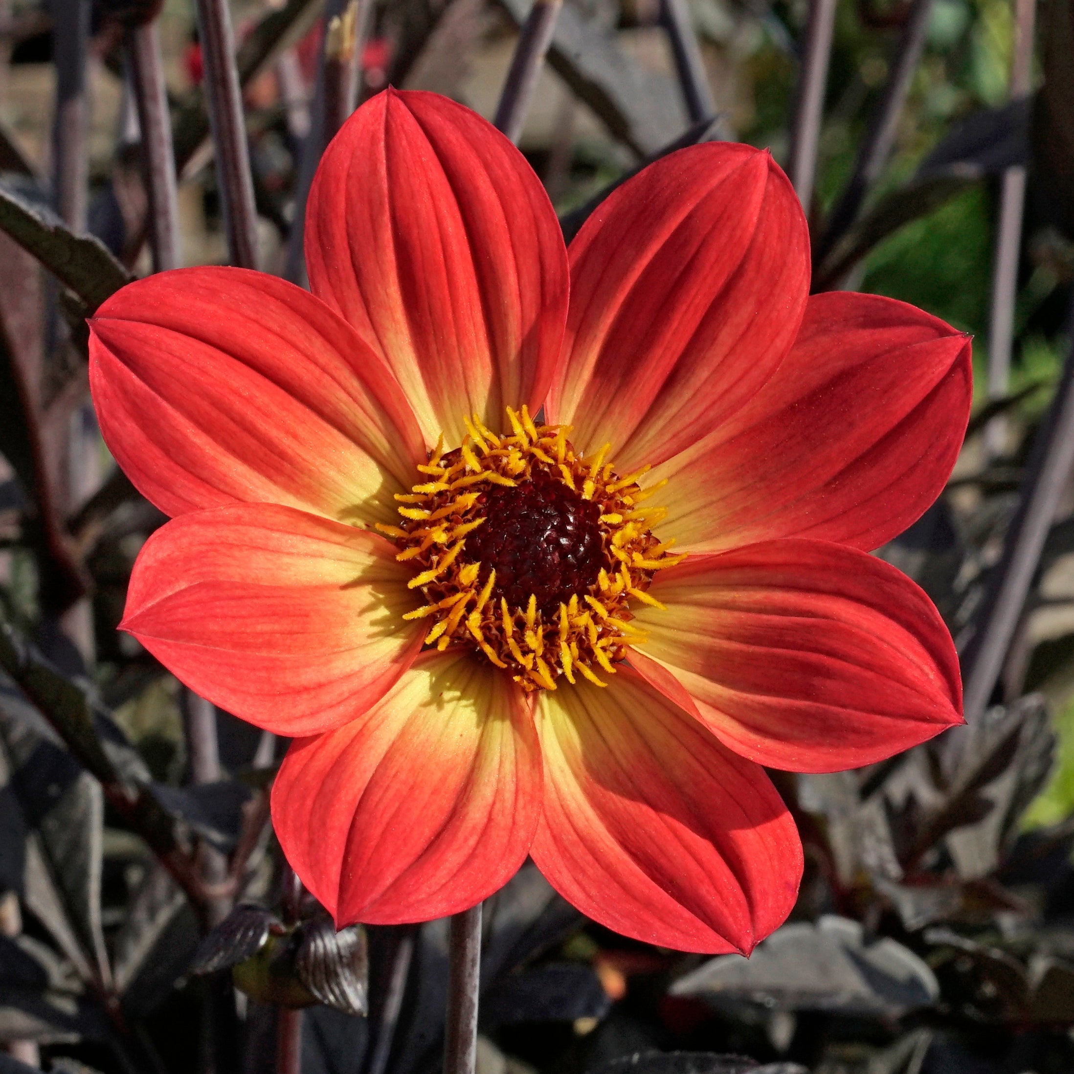 Dahlia Happy Single Flame - meerkleurige dahlia - Fluwel
