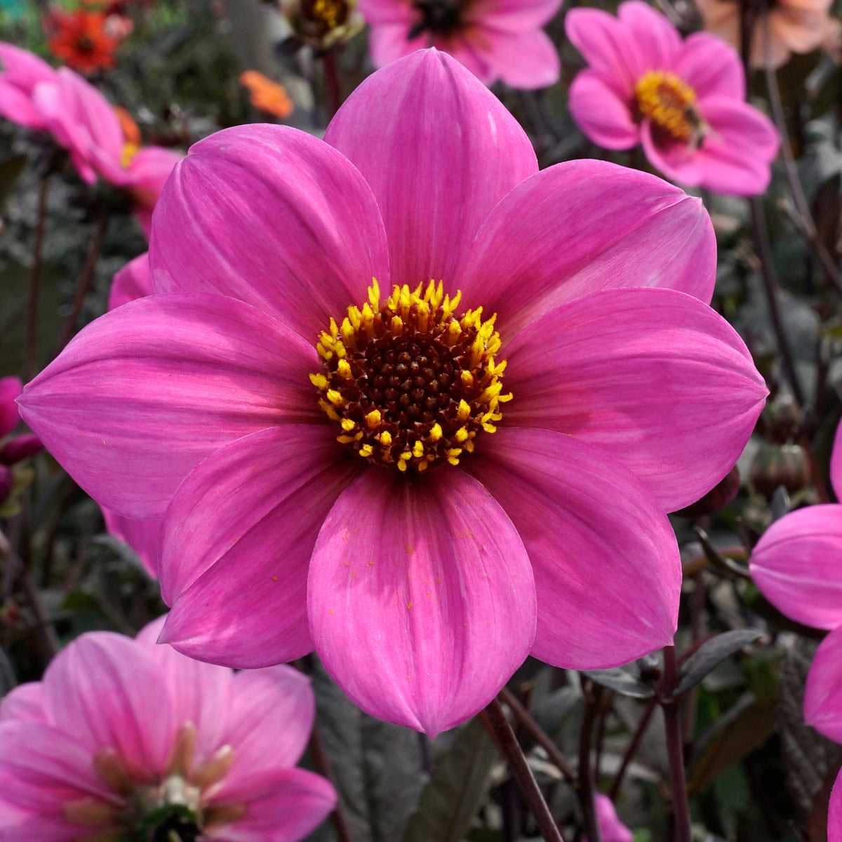 Dahlia Happy Single Juliet - lila dahlia - Fluwel